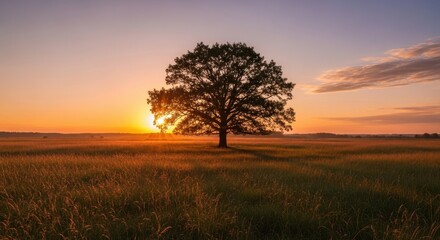 Fototapeta premium Majestic Oak Tree Stands Alone in a Golden Field at Sunset.