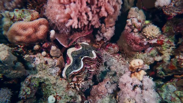 This footage captures a majestic giant clam Tridacna gigas nestled among vibrant corals and various species of fish, showcasing the delicate balance and rich biodiversity of a healthy ocean ecosystem.