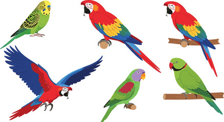 Obraz premium Colorful Parrot Birds Set with Macaw, Parakeet and Budgerigar Tropical Exotic Birds Flying and Perched Vector Illustration Collection