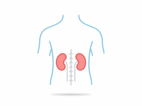 Simple vector style illustration of human kidney location and urinary system on a male torso back view.