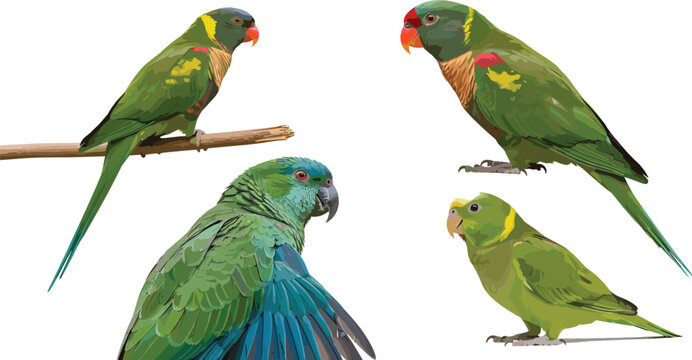 Tropical Parrot Birds Illustration Set with Green Parakeets and Exotic Parrots Perched on Branch Colorful Wildlife Bird Collection