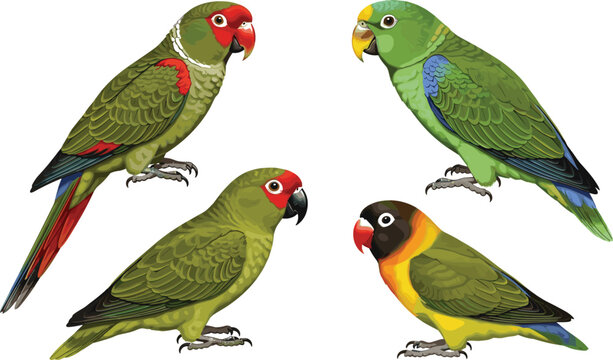Realistic Parrot Birds Set with Different Tropical Parakeet Species Colorful Exotic Bird Illustrations Isolated on White Background Vector Style
