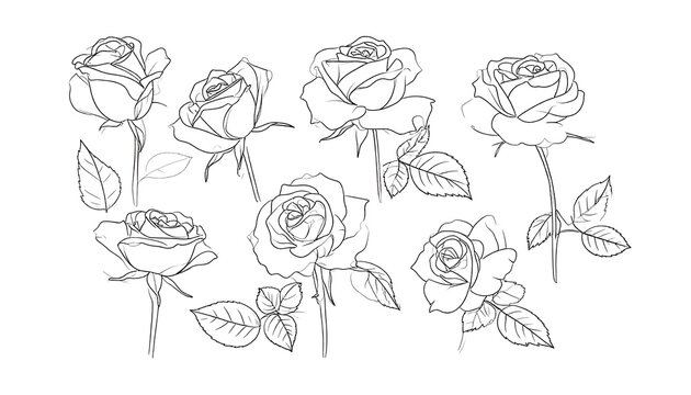 Delicate line drawings of roses in various stages of bloom, featuring stems and leaves, set against a clean white background