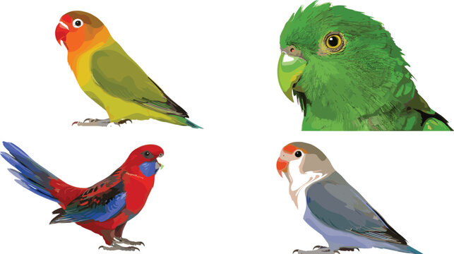 Colorful Lovebird and Parrot Birds Set with Tropical Parakeets Exotic Bird Portrait and Full Body Illustration Collection