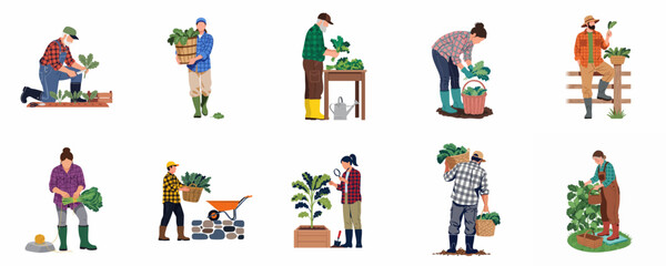 Diverse flat vector characters engaged in organic vegetable harvesting, gardening, and farming activities, isolated on a white background. © Yola