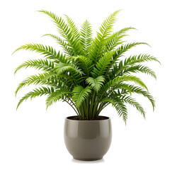 Obraz premium Healthy green fern plant in a glossy grey pot on a Icon white background potted plant foliage