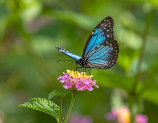 Fototapeta premium A blue butterfly perched on a pink and yellow flower