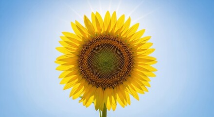 Obraz premium Bright Sunflower in Full Bloom Under Sunny Sky
