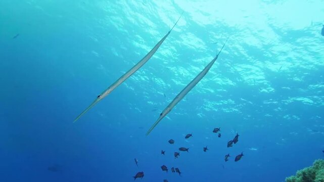 Underwater footage capturing the graceful movement of Bluespotted Cornetfish Fistularia commersonii in vibrant, clear tropical waters, showcasing their distinctive elongated bodies and natural habitat