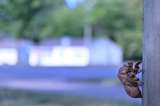 Cicada Exuvia with Tracheal Tubes on Wooden Utility Pole