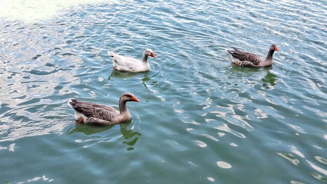 Patos na lagoa