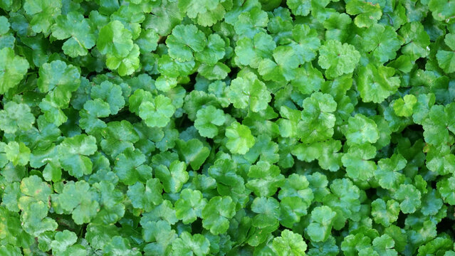 Dense Green Centella Asiatica Leaves Texture &mdash; Natural Herbal Background Top View