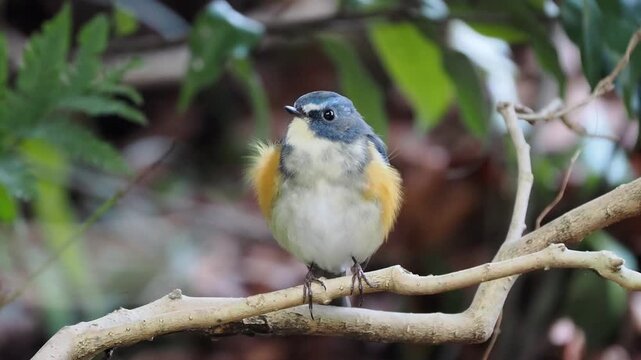 森の藪の奥で強風に耐えながら周りを見渡しているルリビタキの雄。風に揺れるふわふわした羽毛