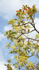 Fototapeta premium Avocado tree in full bloom against blue sky with clouds