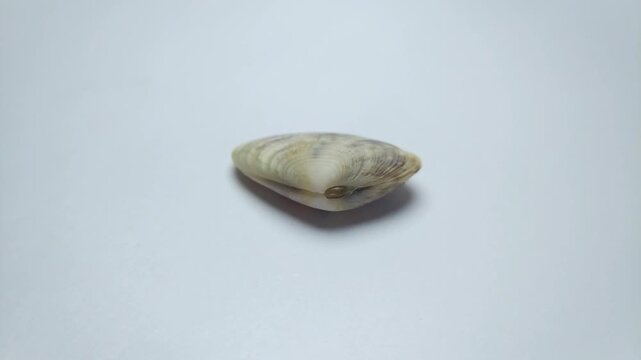 macro video collection of various seashell specimens rotating on clean white background.