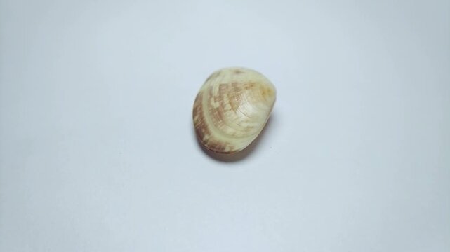 macro video collection of various seashell specimens rotating on clean white background.