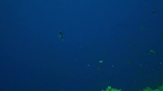 A majestic scalloped hammerhead shark glides gracefully through clear blue ocean waters, with vibrant coral formations visible in the background.