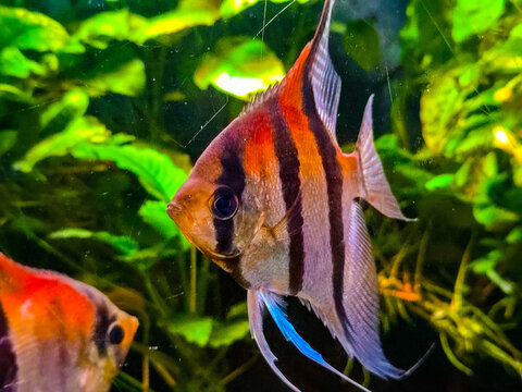 Altum Angelfish swimming in a lush planted freshwater aquarium.