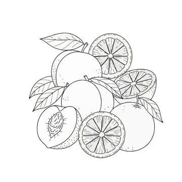 Outline drawing of fresh peaches and citrus orange slices with leaves, featuring a half peach with a pit and various cross-sections of oranges, isolated on white background.