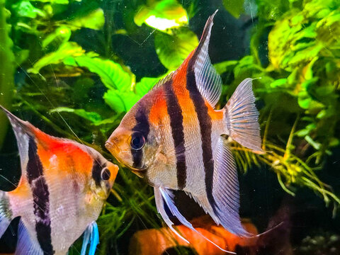 Altum Angelfish swimming in a lush planted freshwater aquarium.