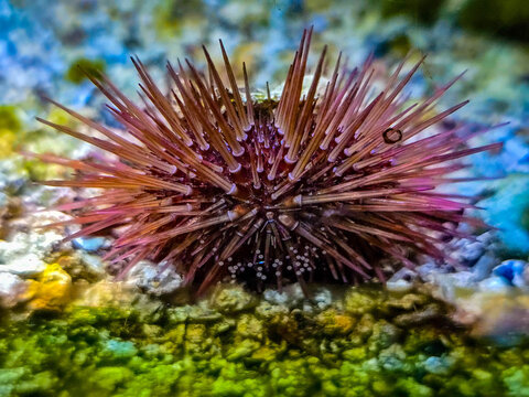 Purple Sea Urchin Echinoidea on a sandy seabed in a marine aquarium.