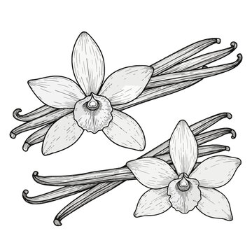 Hand-drawn black and white line art illustration of vanilla flowers and dried vanilla beans isolated on a white background with detailed engraving style shading and textures.