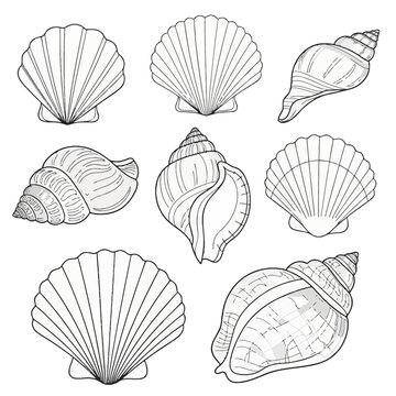 Set of eight diverse seashell line art illustrations featuring scallop shells, conch shells, and spiral snail shells for children's coloring book pages on a plain white background.