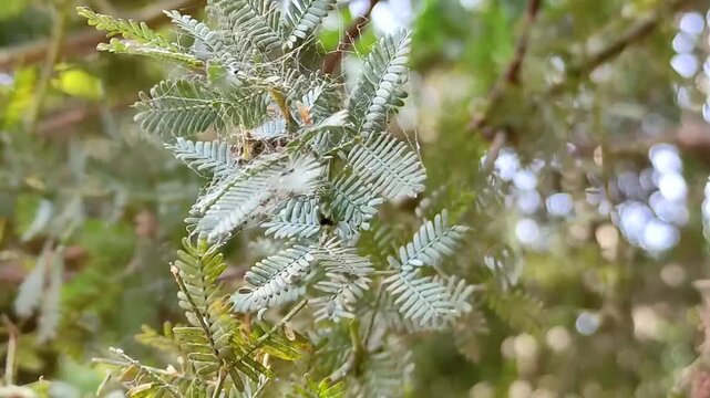 Macro close-up of thin green leaves swaying in a sunlit garden.Primer plano macro de hojas verdes delgadas balance&aacute;ndose en un jard&iacute;n iluminado por el sol.(8)
