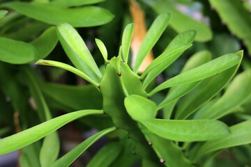 Fototapeta premium Close-up of green succulent plant with sharp thorns and tiny leaves. Euphorbia trigona