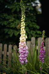Purple Digitalis Foxglove Flowers Garden © Jose Ferreyra