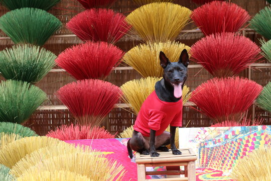 A dog in a tshirt models for the camera in a traditional Vietnamese holiday display. 