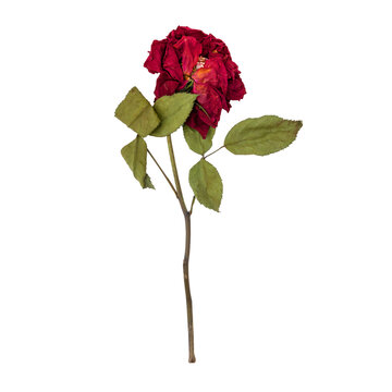 Dry red rose flower stem isolated on transparent background