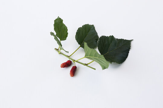 Mulberry is the fruit of the mulberry tree (genus Morus).