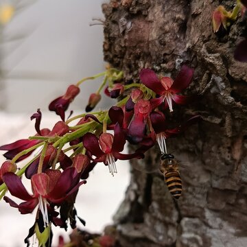 Honey bee on bilimbi flower macro tropical plant pollination