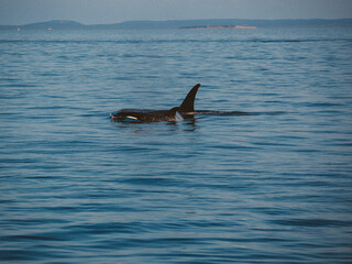 Fototapeta premium A friend in Puget Sound.