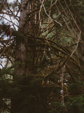 PNW vibes.