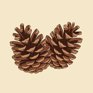 Vector illustration of two detailed brown pine cones with open scales isolated on a light beige background. Botanical drawing of conifer seeds suitable for autumn and winter decor.
