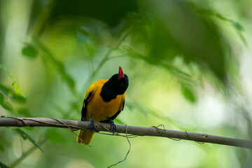 Naklejka premium Black-hooded Oriole perches alertly on a slender branch. Its brilliant yellow plumage contrasts sharply against its jet-black head, while a distinctive pinkish-red beak adds a splash of color.
