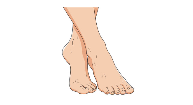 Close-up illustration of bare female feet and toes against white background representing foot care and health maintenance.