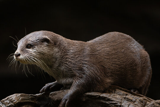 Otter on a tree