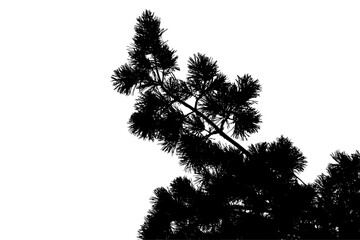 Vector illustration of a pine branch in a natural landscape. © Валерий Плотников