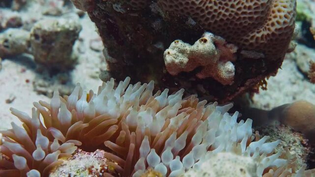 A close up shot of an Ocellaris Clownfish Amphiprion ocellaris nestled safely within the tentacles of a colorful sea anemone on a pristine coral reef.
