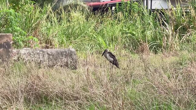 An Asian Openbill Stork (Anastomus oscitans) stands motionless in a field of tall grass with leaves blowing in the wind. The bird remains still before finally lifting its leg. 