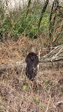 An Asian Openbill Stork (Anastomus oscitans) walks through dry grass, lowering its head to explore the ground while observing its surroundings. 