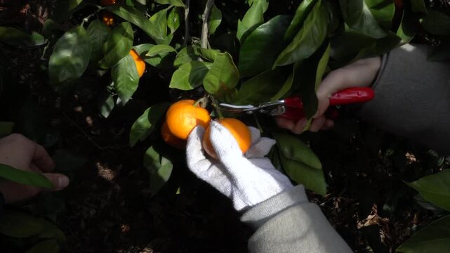 Person harvesting mandarins with garden shears