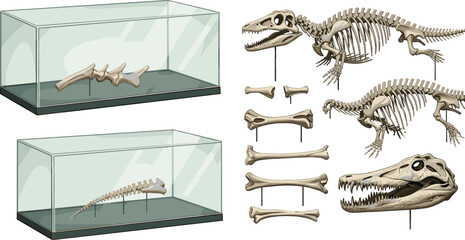 Dinosaur Fossil Skeleton Collection with Museum Display Cases Featuring Prehistoric Bones Skull and Full Skeleton Illustrations for Educational and Scientific Design © MstRozinaAkter
