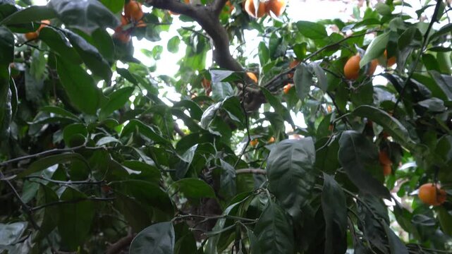 Fresh mandarins growing on a tree