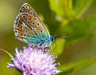 Obraz premium A butterfly perches on a purple flower