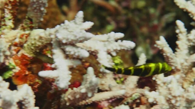 A vibrant juvenile fish, characterized by its striking black and yellow stripes, gracefully navigates through a pristine white branching coral reef.