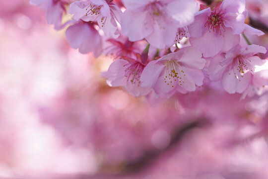 河津桜と玉ボケ